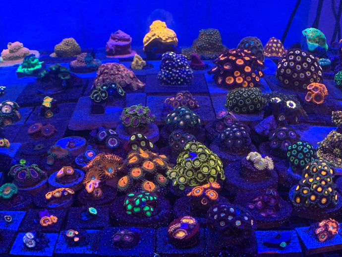 Zoa/Paly Fragging