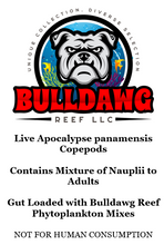 Load image into Gallery viewer, Apocalypse panamensis Copepods