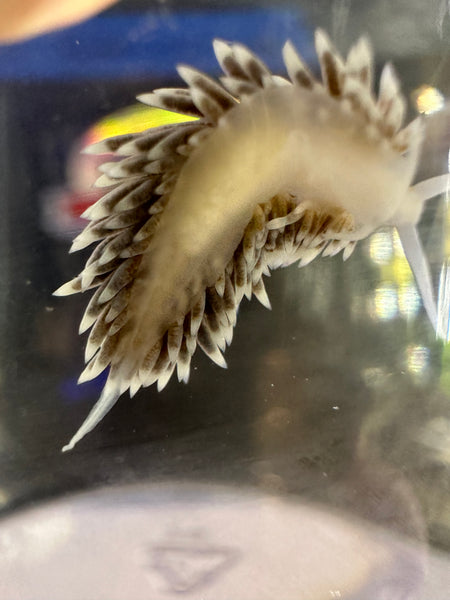 Acclimating Berghai Nudibranchs to Your Tank